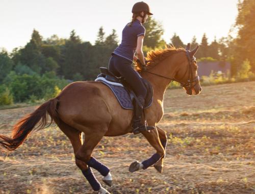 Катание на лошадях 1 час в Хургаде