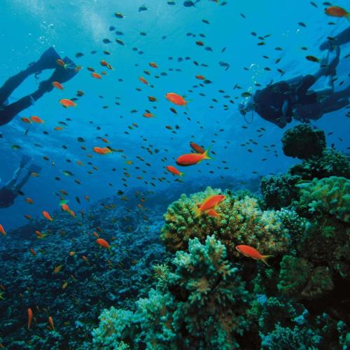 Hurghada Daily Diving