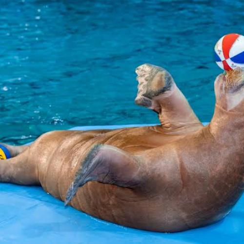 Delfinshow in Hurghada