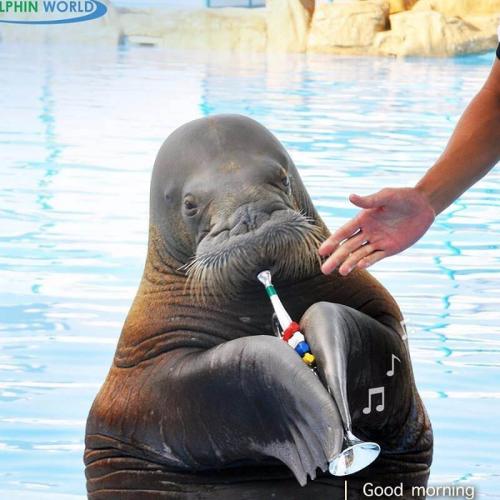 Delfinshow in Hurghada