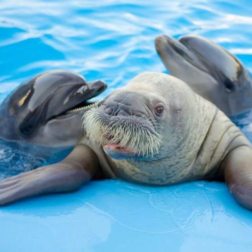 Delfinshow in Hurghada