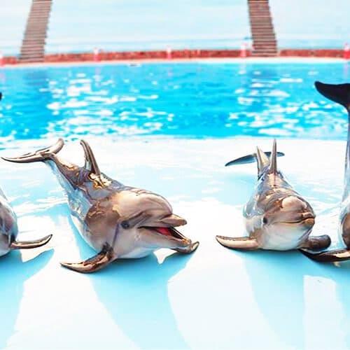 Delfinshow in Hurghada