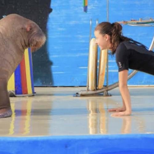 Delfinshow in Hurghada