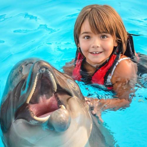 Плавание с дельфинами в Хургаде