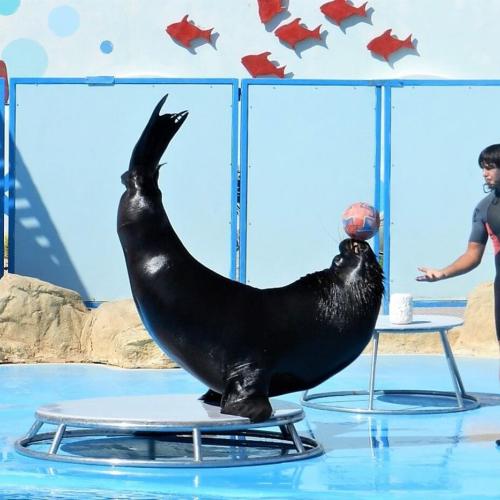 Delfinshow in Hurghada