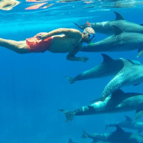 Дом дельфинов в Хургаде