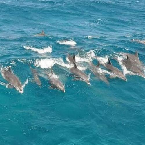 Дом дельфинов в Хургаде