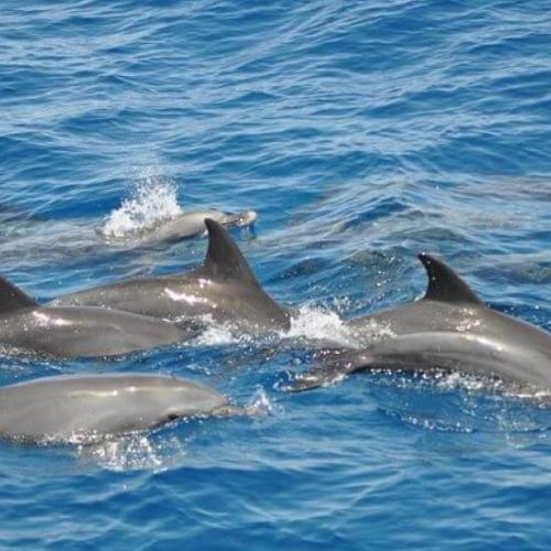 Дом дельфинов в Хургаде