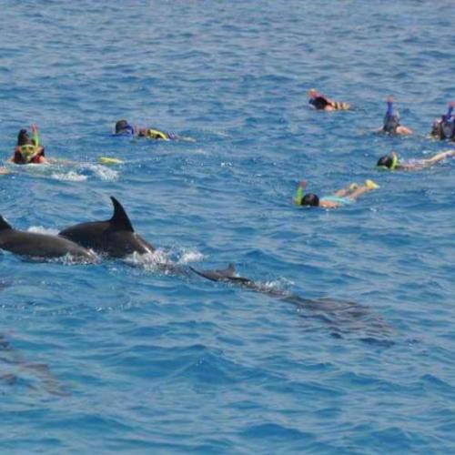 Дом дельфинов в Хургаде