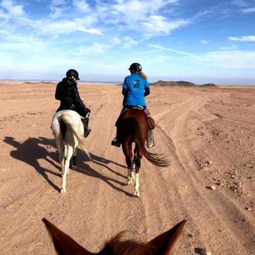 Genieße ein 1-stündiges Pferdeabenteuer in Hurghada